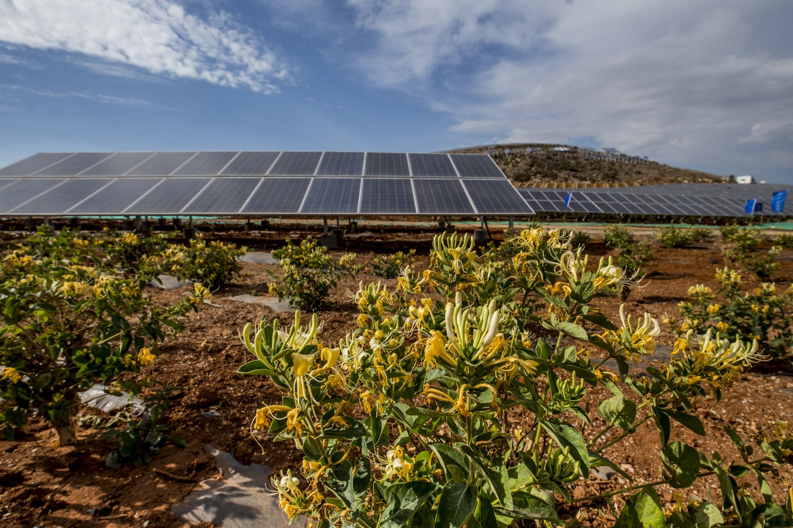 Seedlings of honeysuckle flowers have been planted across Xicun I Solar Power Station
